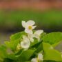 Begonia – Big White Green Leaf – 6.5″ Pot